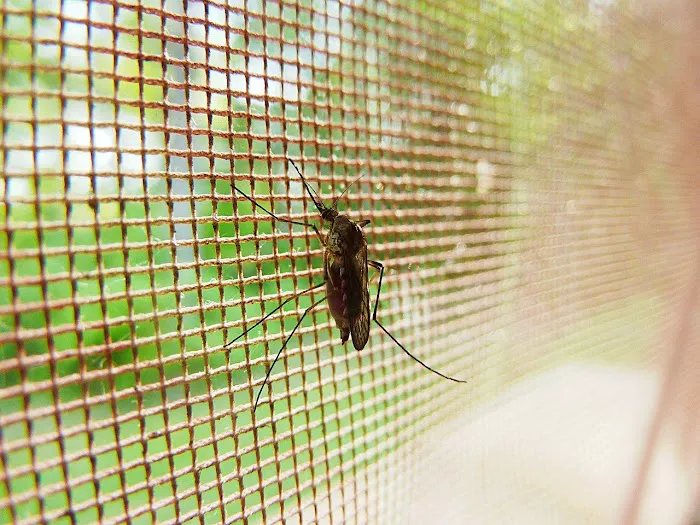 Westwood Pest Control Picture 9