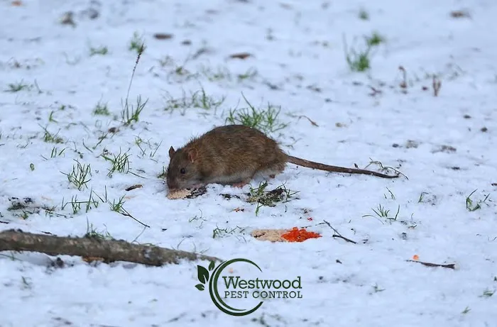 Westwood Pest Control Picture 10