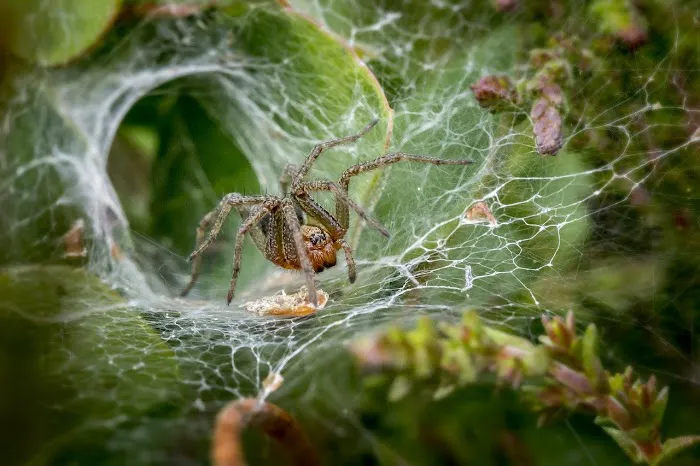Westwood Pest Control Picture 7