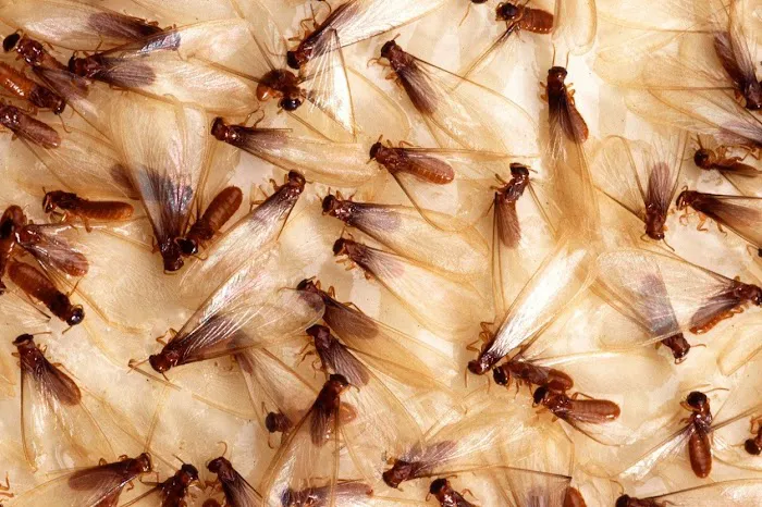 Westwood Pest Control Picture 5