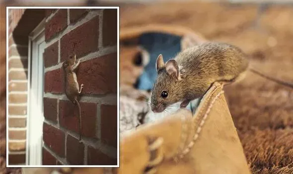 Westwood Pest Control Picture 1