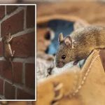 Westwood Pest Control