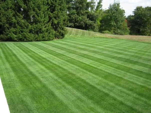 Rutland Turf Care & Pest Control Picture 1
