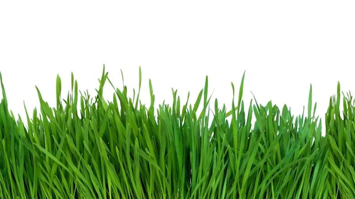 Rutland Turf Care & Pest Control Picture 7