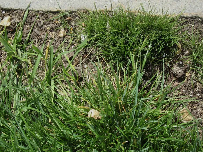 Rutland Turf Care & Pest Control Picture 5
