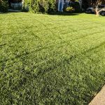 Delaware Valley Turf