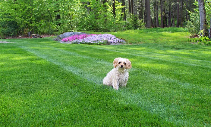Delaware Valley Turf Picture 9