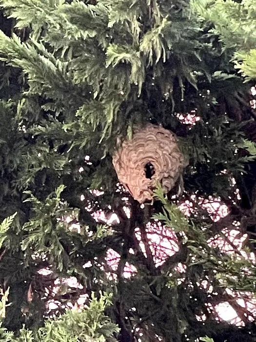 Firefly Pest Protection Services Picture 1