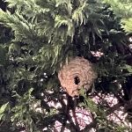 Firefly Pest Protection Services