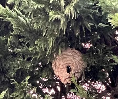 Firefly Pest Protection Services