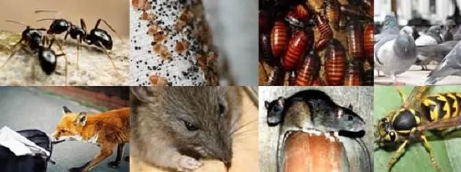 Legionnaire Pest Control Picture 6