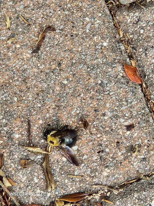 Insecta Pro llc Picture 9