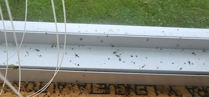 Kirkwood Pest Control- A Division of Viking Pest Control Picture 3