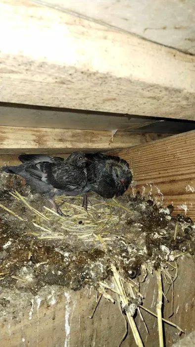 Allen's nuisance wildlife critter control Picture 5