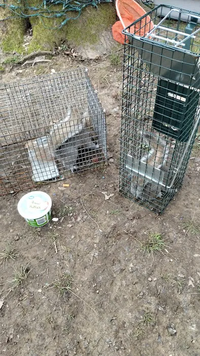 Allen's nuisance wildlife critter control Picture 9