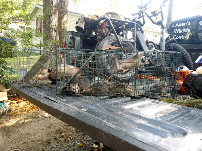 Allen's nuisance wildlife critter control Picture 2