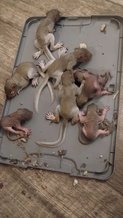 Allen's nuisance wildlife critter control Picture 1
