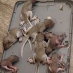 Allen's nuisance wildlife critter control