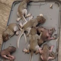 Allen's nuisance wildlife critter control ico