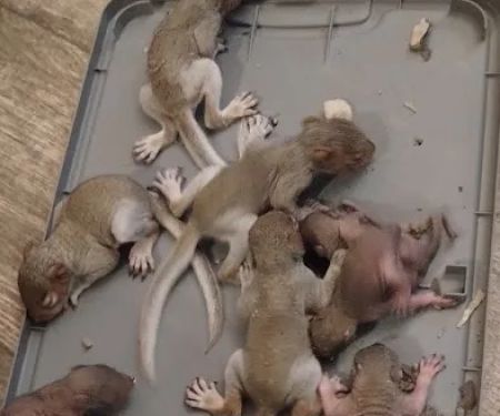 Allen's nuisance wildlife critter control
