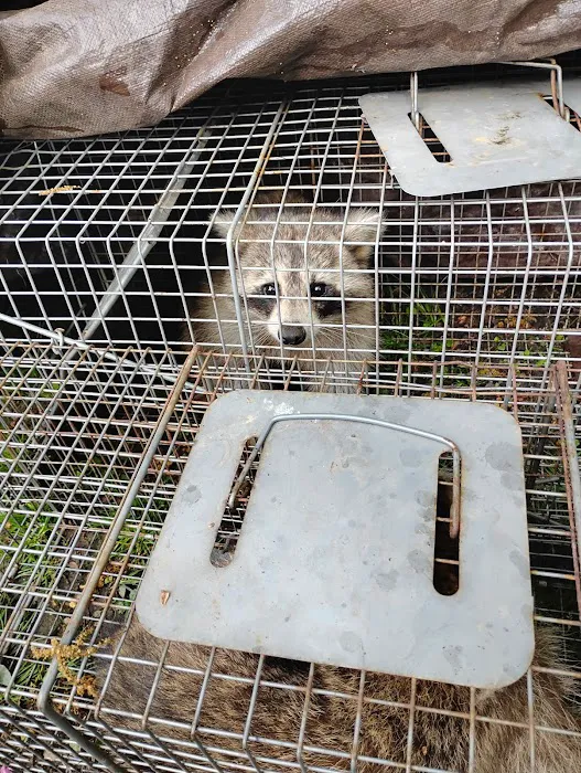 Allen's nuisance wildlife critter control Picture 6