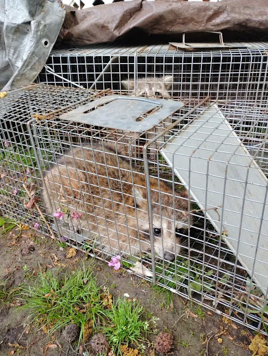 Allen's nuisance wildlife critter control Picture 10