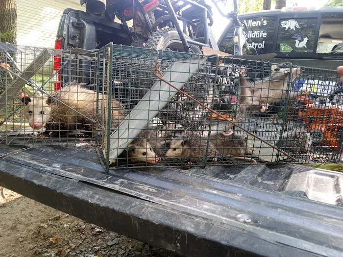 Allen's nuisance wildlife critter control Picture 4