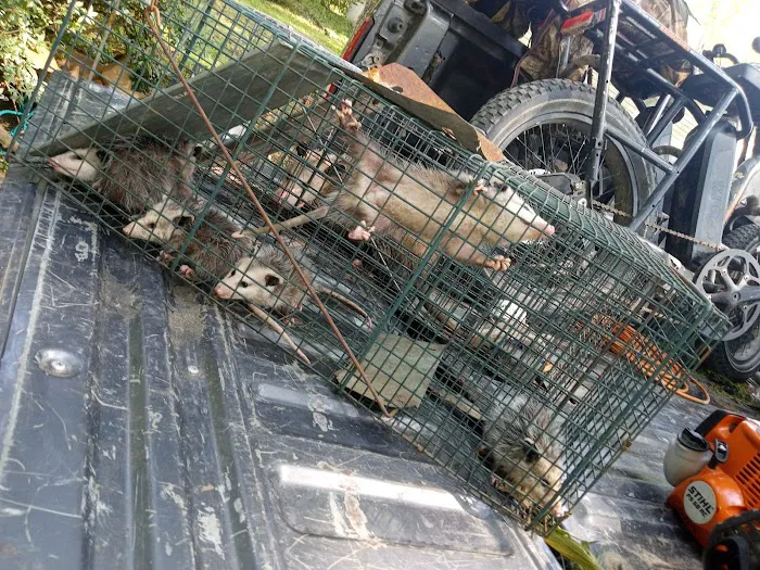 Allen's nuisance wildlife critter control Picture 7