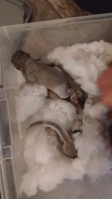 Allen's nuisance wildlife critter control Picture 3