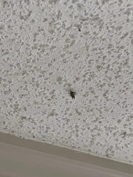 Hoffman's Exterminating Picture 10