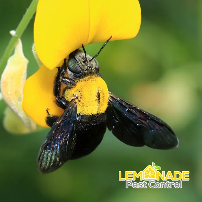 Lemonade Pest Control LLC Picture 6