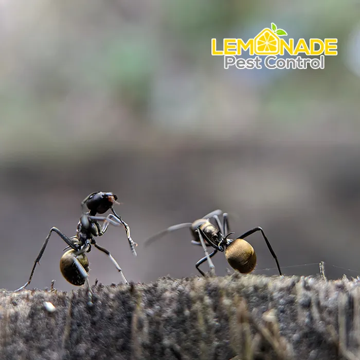 Lemonade Pest Control LLC Picture 3