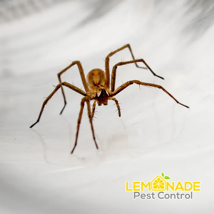 Lemonade Pest Control LLC Picture 2