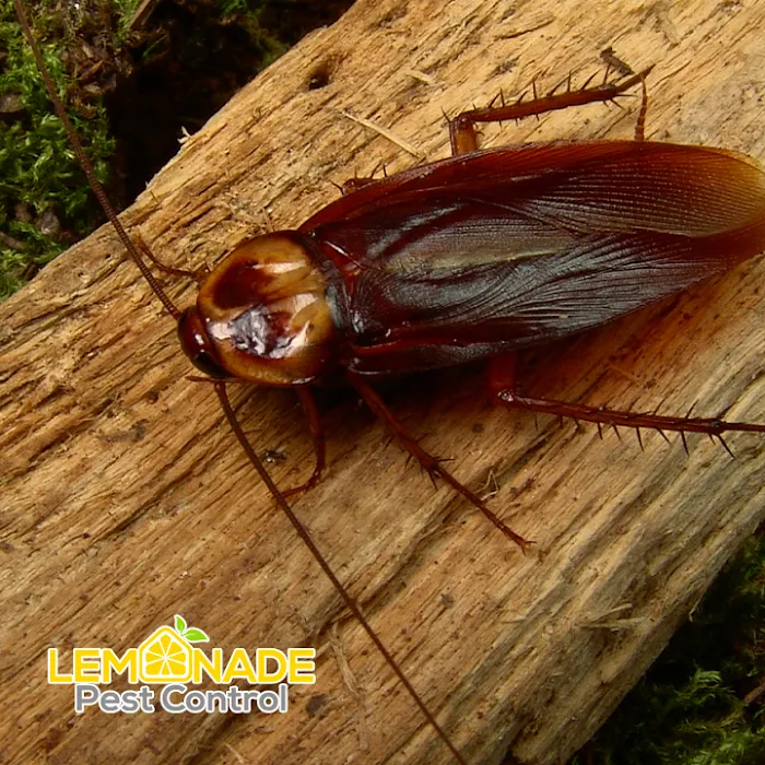 Lemonade Pest Control LLC Picture 9
