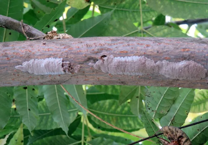 Wise Pest & Property Solutions Picture 2
