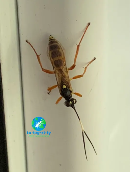 Integrity Pest Solutions Picture 6
