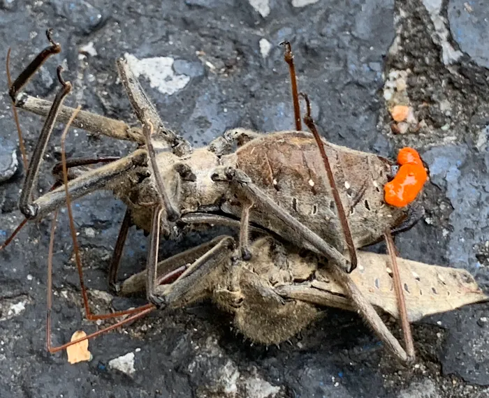 Integrity Pest Solutions Picture 5