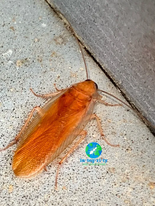 Integrity Pest Solutions Picture 4