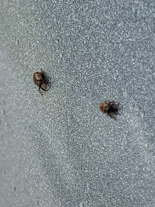 Integrity Pest Solutions Picture 7