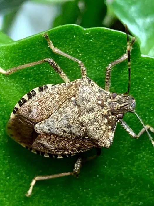 Integrity Pest Solutions Picture 1