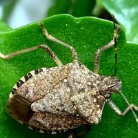 Integrity Pest Solutions ico