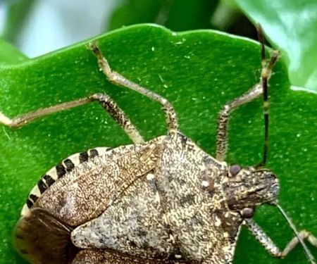 Integrity Pest Solutions