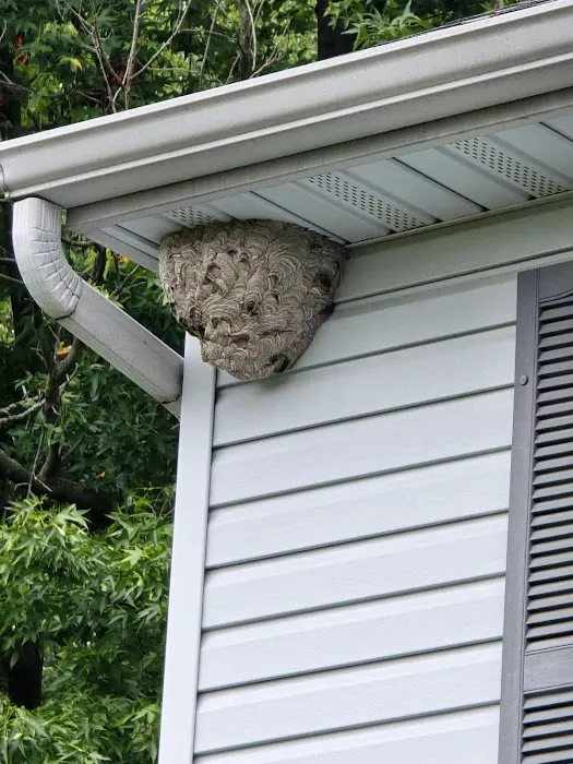 Greenix Pest Control Picture 3