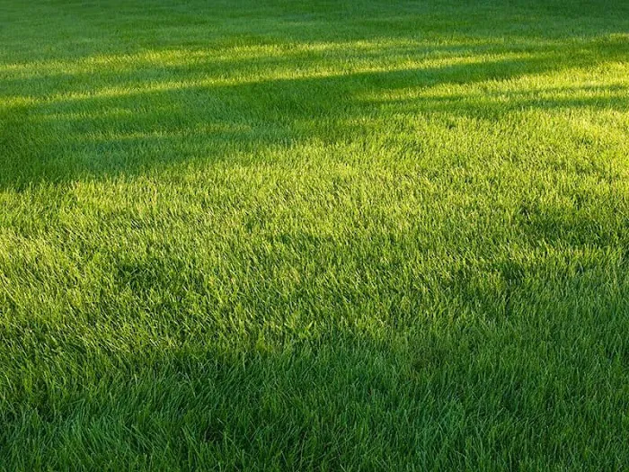 Lawn Doctor of Dover-Middletown Picture 8