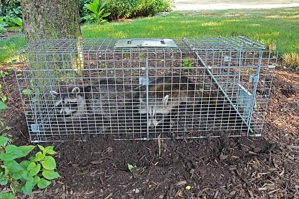 RPM Pest Control Management LLC Picture 6