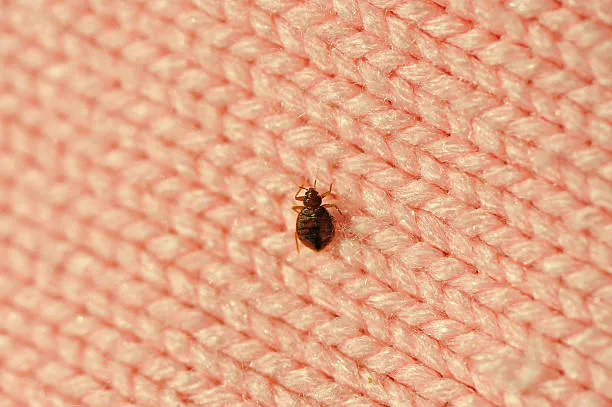 RPM Pest Control Management LLC Picture 5
