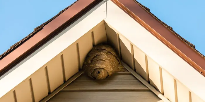 RPM Pest Control Management LLC Picture 8