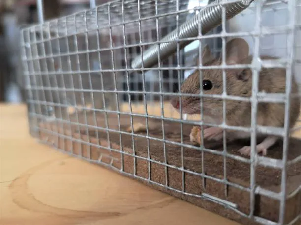 RPM Pest Control Management LLC Picture 7
