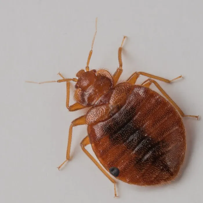 Town & Country Pest Solutions inc Picture 5