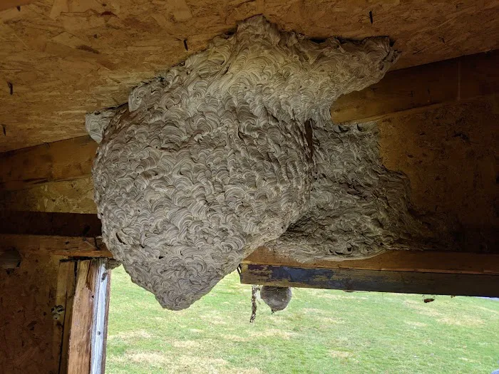County Pest Control Picture 2